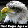 Bald Eagle Jigsaw spielen!