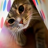 Cat Really Cute 3 spielen!