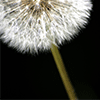 Dandelion Jigsaw Puzzle spielen!