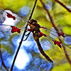 Dragonfly Jigsaw Puzzle spielen!