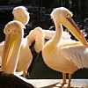 Pelicans spielen!